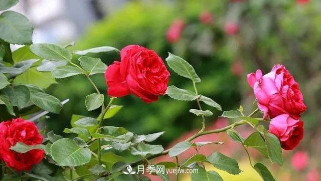 怎么讓高的月季長(zhǎng)成矮的月季呢？(圖2)