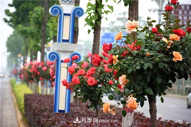 道路樹狀月季，行道月季樹(圖2)