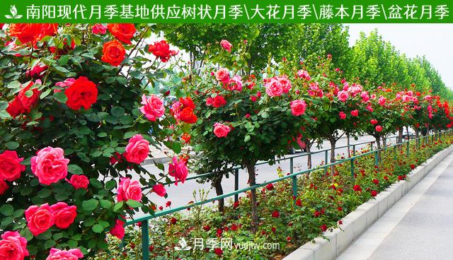 一年長(zhǎng)占四時(shí)春—月季花，月季網(wǎng)帶你重新認(rèn)識(shí)月季(圖3)
