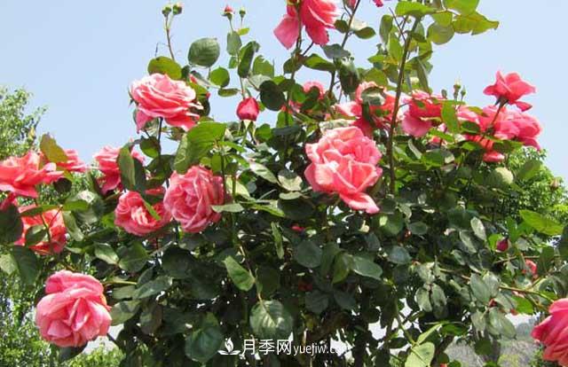 一年長(zhǎng)占四時(shí)春—月季花，月季網(wǎng)帶你重新認(rèn)識(shí)月季(圖2)