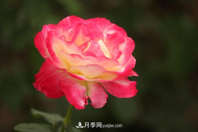 一年長(zhǎng)占四時(shí)春—月季花，月季網(wǎng)帶你重新認(rèn)識(shí)月季(圖1)