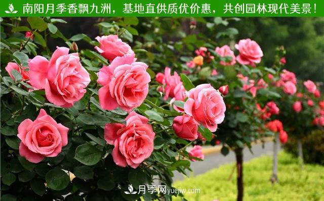 大花月季栽培管理，大花月季扦插管理，栽培大花月季苗要堅(jiān)持(圖1)