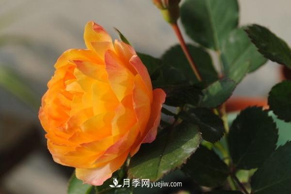 微型月季什么品種***好？微型月季怎么修剪枝葉？(圖6)
