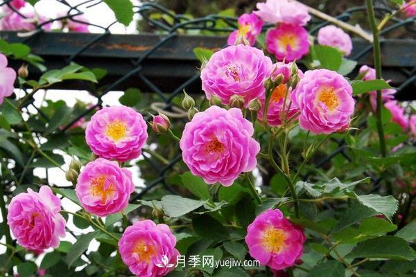 地被月季的養(yǎng)殖要點，地被月季病蟲害防治？(圖1)