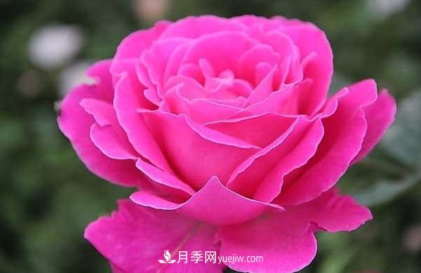 月季花的栽培技術和***佳種植時間？(圖3)