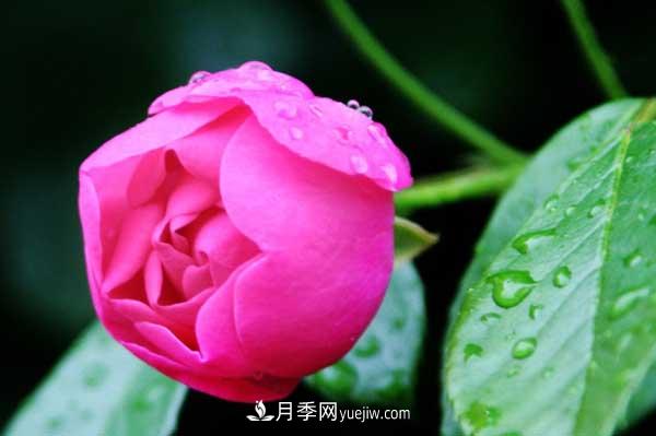 月季花的栽培技術和***佳種植時間？(圖4)