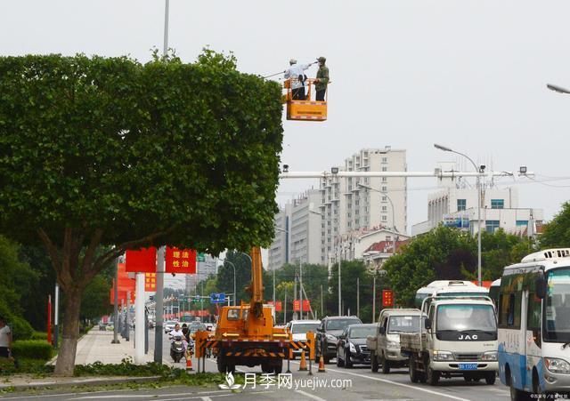 疫情后行情受到壓制，2021年苗木人如何扭轉(zhuǎn)局面(圖2)