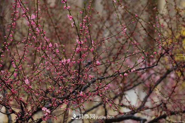 疫情后行情受到壓制，2021年苗木人如何扭轉(zhuǎn)局面(圖3)