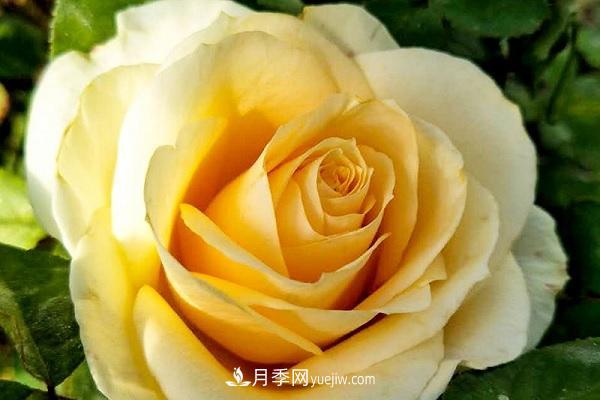 蜜桃雪山月季優(yōu)缺點(diǎn)有哪些？新手可以養(yǎng)嗎？(圖1)