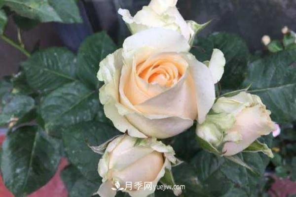蜜桃雪山月季優(yōu)缺點(diǎn)有哪些？新手可以養(yǎng)嗎？(圖2)