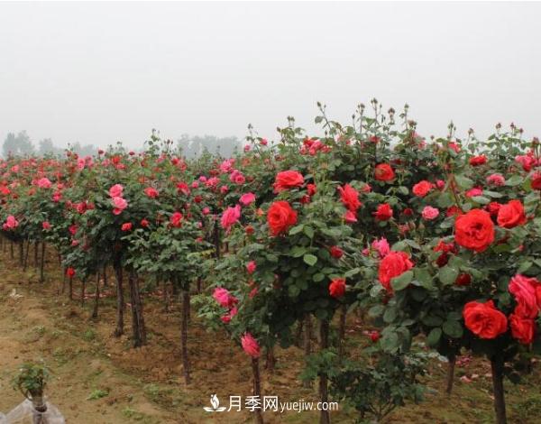 樹狀月季，南陽樹狀月季種植基地(圖1)