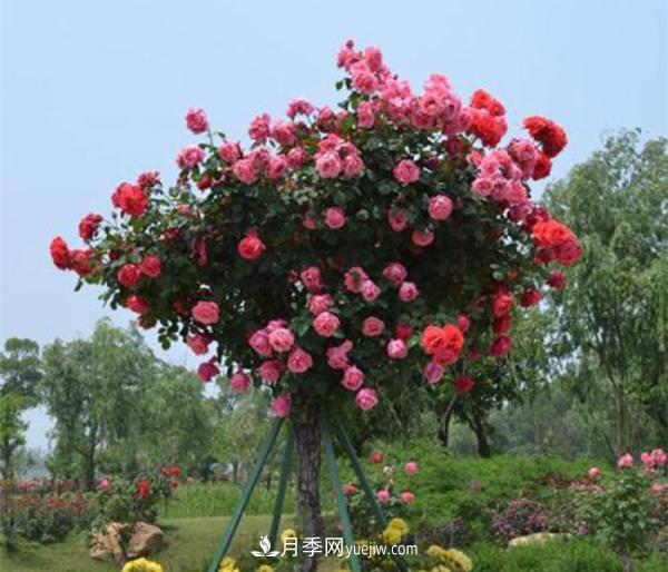 樹狀月季，南陽樹狀月季種植基地(圖3)