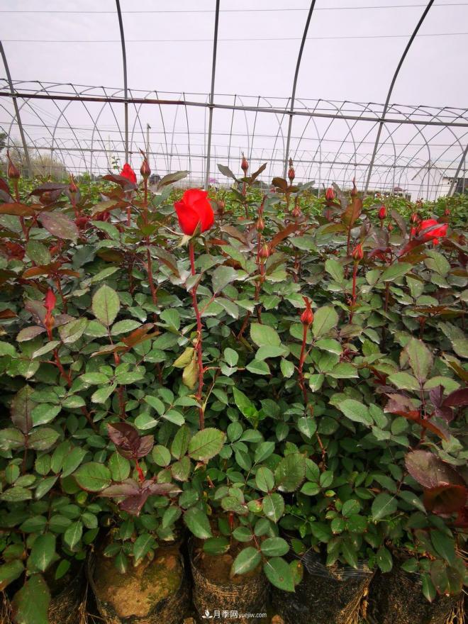 盆栽月季、月季花球、棒棒糖月季樹發(fā)往花卉市場(圖1)