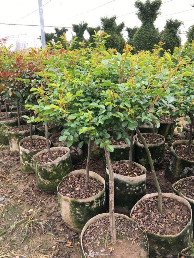盆栽月季、月季花球、棒棒糖月季樹發(fā)往花卉市場(圖3)