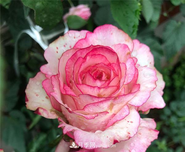 怎樣解決南陽樹狀月季不開花的問題？(圖1)