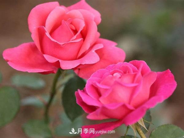 養(yǎng)殖月季花的方法和注意事項分別有哪些呢？(圖1)
