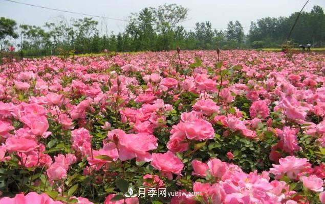 樹狀月季的成活關(guān)鍵，悶插法技術(shù)是什么？(圖1)