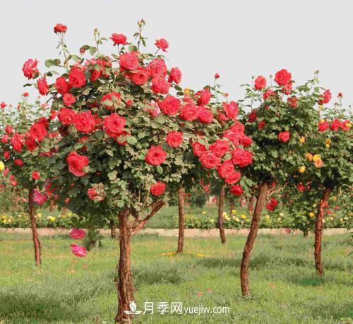 種養(yǎng)月季要從這幾個方面留意？花可以養(yǎng)好(圖1)