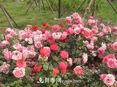 新手購買盆栽月季后，要該怎么澆灌養(yǎng)護？(圖1)