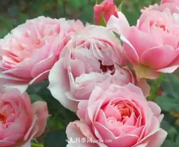 當(dāng)月季出現(xiàn)盲芽的情況，花友們?cè)撊绾勿B(yǎng)護(hù)？(圖1)