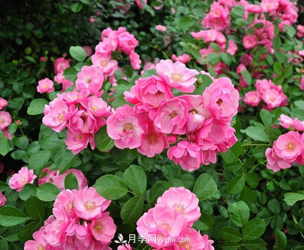 樹狀月季造型多樣、簡單易活性能是什么？(圖1)