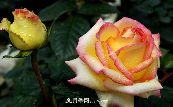 秋季養(yǎng)護大花月季管理容易犯的錯誤有哪些呢？(圖1)