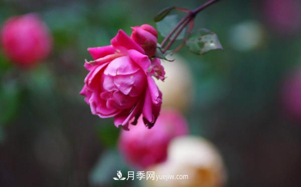 3公分月季總是深受人們的喜愛，原因是什么呢？(圖1)