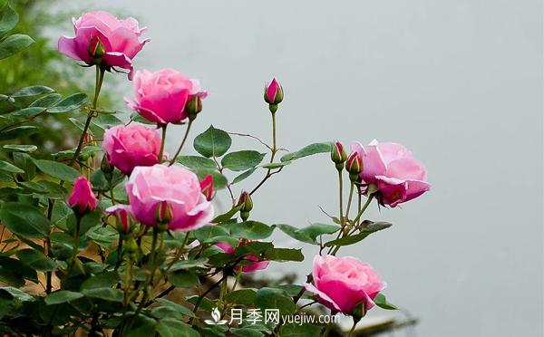 在種植大花月季要滿足哪些條件？(圖1)