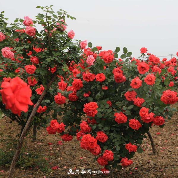 在培育幼齡期的月季時，有哪些需要注意的？(圖1)