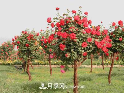 南陽月季園主要作盆栽觀賞、點(diǎn)綴草坪和布置花色圖案。(圖1)