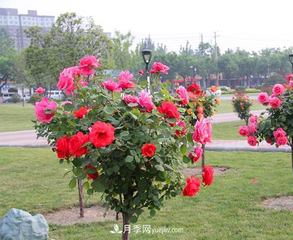 樹狀月季什么時間剪枝打理？(圖1)