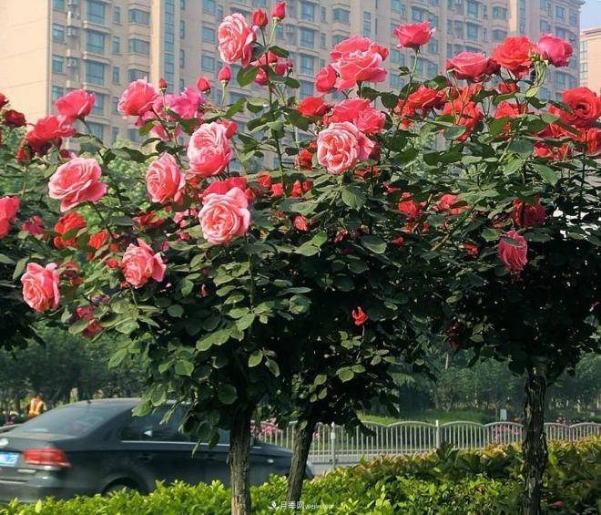 樹(shù)狀月季很多人都喜歡種植，但是會(huì)開(kāi)花少影響觀賞，這是怎么回事呢(圖1)