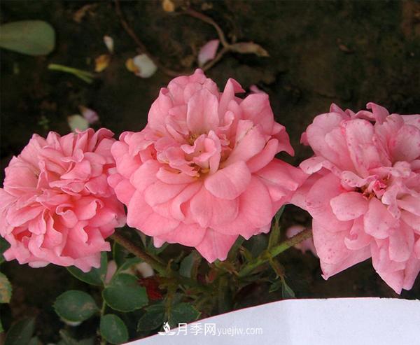 月季是我國(guó)的原產(chǎn)花卉，后來(lái)產(chǎn)生了很多優(yōu)良品種。分別是？(圖1)