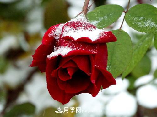 被雪中的月季花所震撼，傲然開放，芳香依舊(圖1)