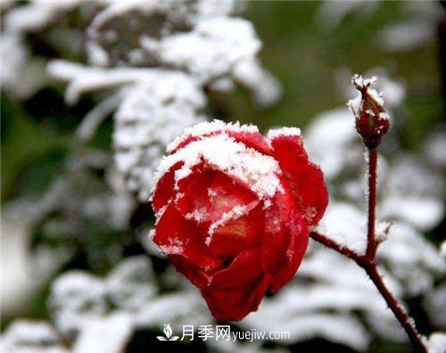 被雪中的月季花所震撼，傲然開放，芳香依舊(圖3)