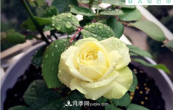 4個好養(yǎng)的月季品種，隨便一養(yǎng)就爆花，夏天耐熱不怕曬(圖1)