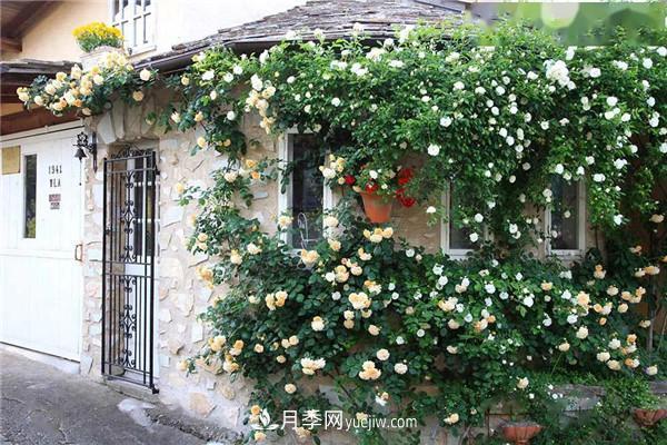 月季在花園中的應(yīng)用場景，美圖欣賞(圖3)