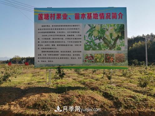 九江武寧縣：發(fā)展苗木基地，壯大綠色經(jīng)濟(jì)，苗木熱賣啦(圖1)