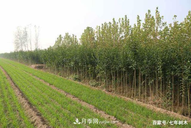 苗木行業(yè)大洗牌后，這些品種價(jià)格將回升！(圖1)