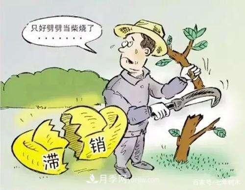 苗木行業(yè)大洗牌后，這些品種價(jià)格將回升！(圖2)