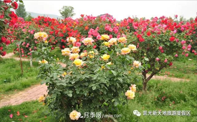 新余凱光植物園，新余人看月季的好地方(圖2)
