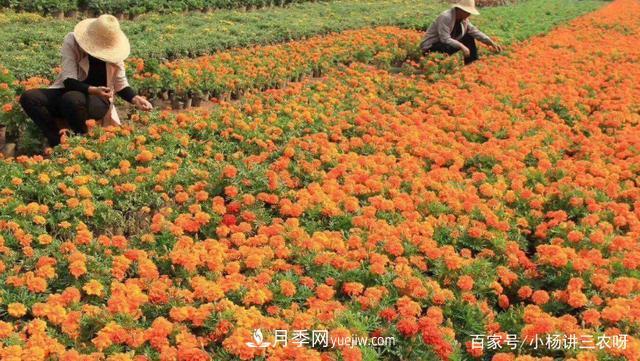 十條扶持政策，身為苗木人，你一定要知道(圖1)