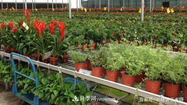 十條扶持政策，身為苗木人，你一定要知道(圖3)