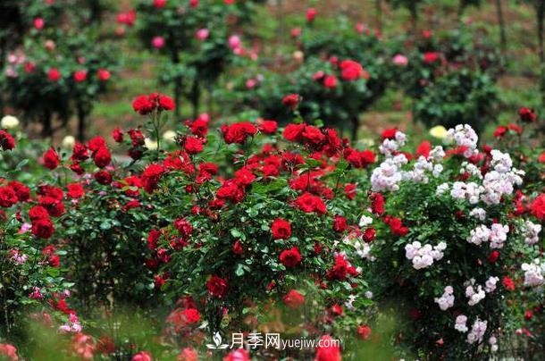 盆栽月季的養(yǎng)護方法，簡單易學(圖2)