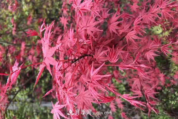 雞爪槭和紅楓的區(qū)別，葉片、枝干、花果期(圖1)
