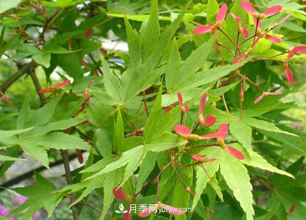 雞爪槭和紅楓的區(qū)別，葉片、枝干、花果期(圖2)
