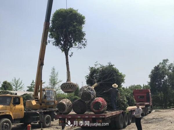 移栽運(yùn)輸大樹苗木需要什么手續(xù)(圖3)
