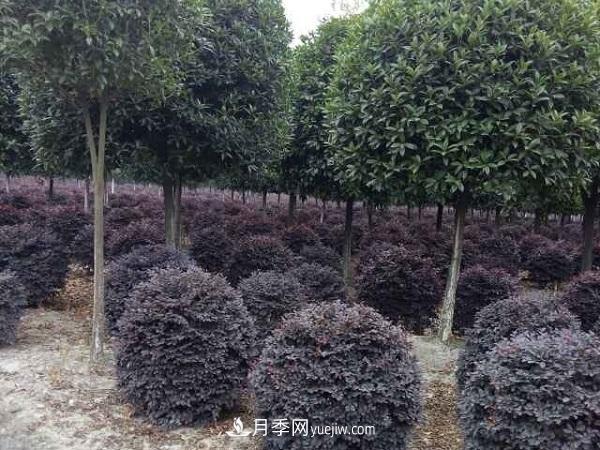 移栽運(yùn)輸大樹苗木需要什么手續(xù)(圖2)