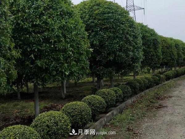 移栽運(yùn)輸大樹苗木需要什么手續(xù)(圖1)