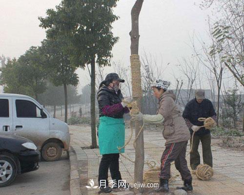 園林綠化中草繩繞樹(shù)干的長(zhǎng)度和用量怎么計(jì)算(圖1)